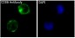 Anti-CD86/B7 2 Rabbit Monoclonal Antibody